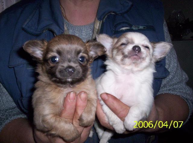 Fotky: �ivava (Archiv diskuz�) (foto, obrazky)