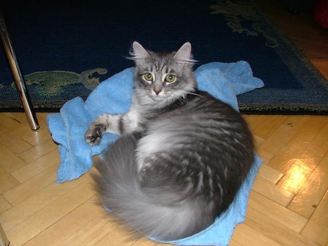 Fotky: Sibiřská kočka (foto, obrazky)