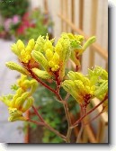 Anigozantos, klokan� tlapka