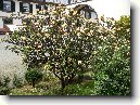 Plumérie